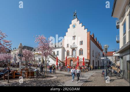 Town hall square with almond trees in bloom, Landau in der Pfalz, German Wine Route, Southern Wine Route, Rhineland-Palatinate, Germany Stock Photo