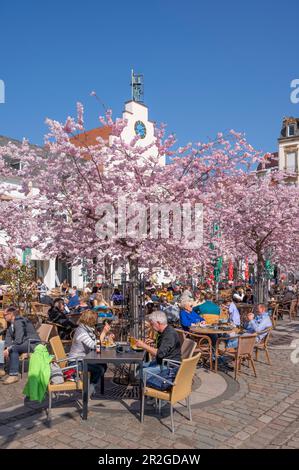 Town hall square with almond trees in bloom, Landau in der Pfalz, German Wine Route, Southern Wine Route, Rhineland-Palatinate, Germany Stock Photo