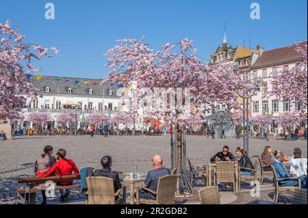 Town hall square with almond trees in bloom, Landau in der Pfalz, German Wine Route, Southern Wine Route, Rhineland-Palatinate, Germany Stock Photo