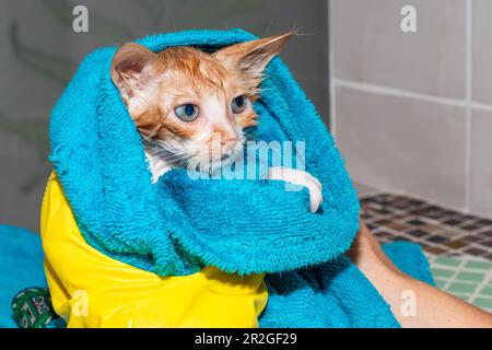 Wet frightened kitten wrapped in a towel after bathing. Wash the cat. Stock Photo