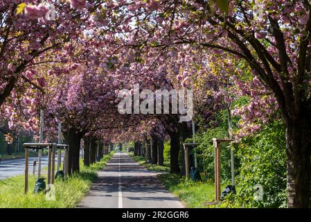 Japanese cherry blossoms, Japanese ornamental cherries, Magdeburg, Saxony-Anhalt, Germany Stock Photo