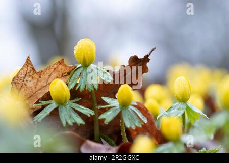 Winterlings with raindrops, heralds of spring, Magdeburg, Saxony-Anhalt, Germany Stock Photo