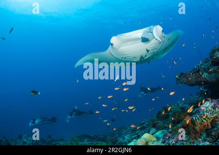 Reef Manta, Manta alfredi, North Ari Atoll, Indian Ocean, Maldives Stock Photo