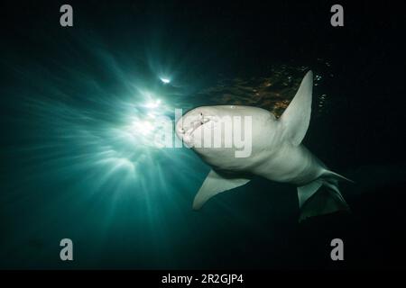 Nurse shark at night, Nebrius ferrugineus, Felidhu Atoll, Indian Ocean, Maldives Stock Photo