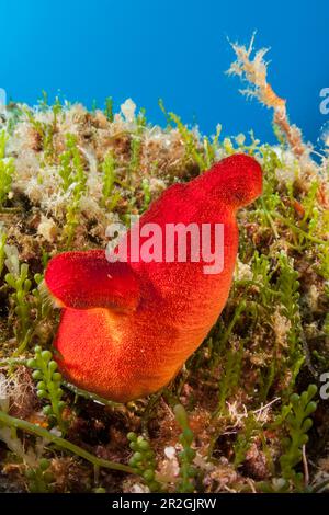 Red Sea Squirt, Halocynthia papillosa, Vis Island, Mediterranean Sea, Croatia Stock Photo