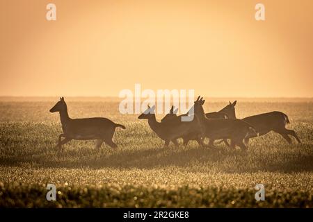 Fallow deer on the run, male, in the morning light in a wheat field, Ostholstein, Schleswig-Holstein, Germany Stock Photo