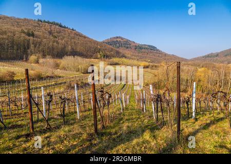 The Palatinate forest, Germany with grapevines in the foreground Stock ...