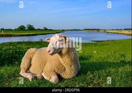 Sheep on the dyke, on the Eider in Friedrichstadt, nature and landscape on the Eider, North Friesland, North Sea coast, Schleswig Holstein, Germany, E Stock Photo