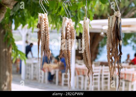 Freshly caught squid drying in the sun in front of the Akrogiáli taverna on Balos beach on the island of Samos in Greece Stock Photo
