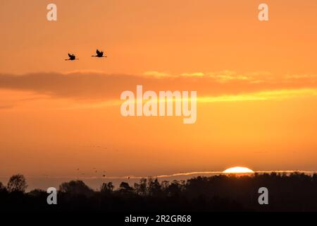 Two cranes in flight in front of the setting sun, common crane, Grus grus, Diepholzer Moor, Lower Saxony, Germany Stock Photo