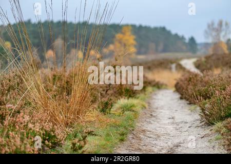 Path leads through autumnal heathland, Heidschnuckenweg, Undeloh, Lüneburg Heath, Lower Saxony, Germany Stock Photo