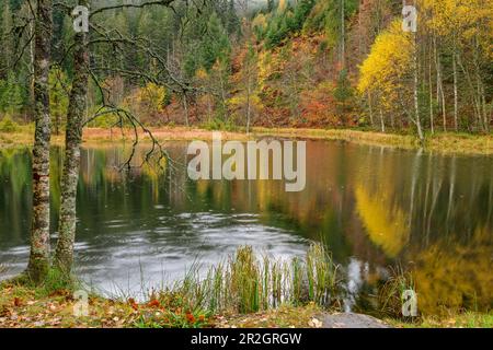 Ellbachsee in autumn, Black Forest National Park, Black Forest, Baden-Württemberg, Germany Stock Photo
