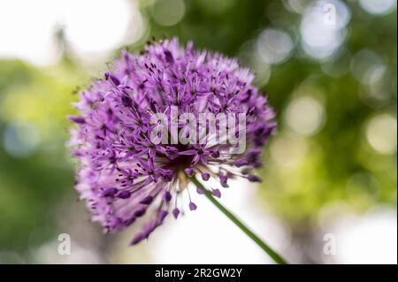 Ornamental onion purple green background with bokeh Stock Photo