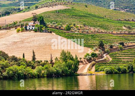 View of vineyards, wineries and olive trees of the Alto Douro on the upper Douro River in Portugal Stock Photo