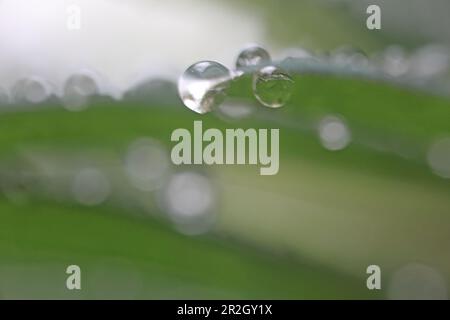 Waterdrops on Grass, English Garden, Munich, Bavaria, Germany Stock Photo