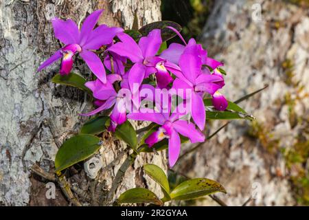 Brazil's national orchid, a Cattleya labiata, grows high in the branches of a tree, near Manaus, Amazon, Brazil, South America Stock Photo