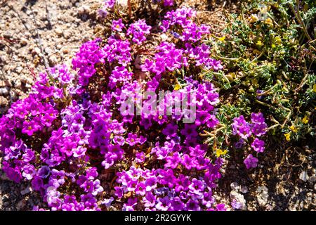 Desert Purple Mat, Purple Mat, Purplemat (Nama demissum var. demissum). Spring wildflowers bloom in the desert, Joshua Tree National Park, California, Stock Photo