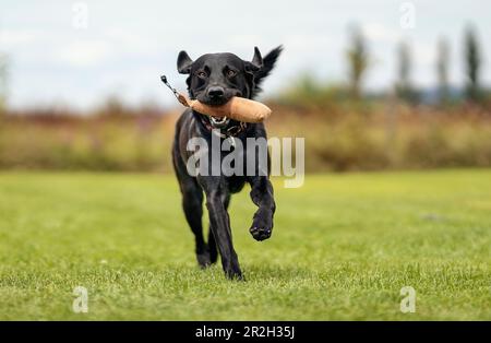 Young labrador with dummy in a summer meadow Stock Photo
