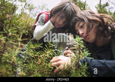 Two children engage in botanical exploration as they use a magnifying glass to closely examine rosemary plants. Stock Photo