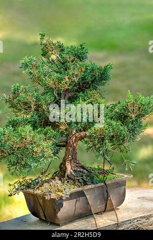Chinese juniper bonsai, Juniperus chinensis, Blaauws variety, in the garden of the Zuschendorf country palace, Saxony, Germany Stock Photo