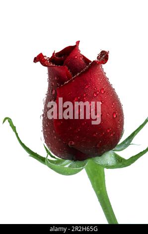Photo of a single red rose bud with water droplets against a white background Stock Photo