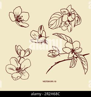 Vector illustration of apple tree flowers. Several objects for creating backgrounds, a design element for various packaging, postcards, covers. Stock Vector