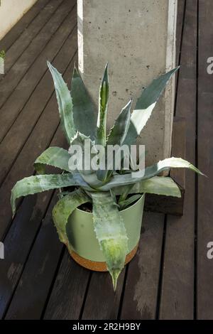 Aloe is an evergreen plant, probably originated in the Arabian Peninsula, but grows wild in tropical, semi-tropical and arid climates around the world Stock Photo