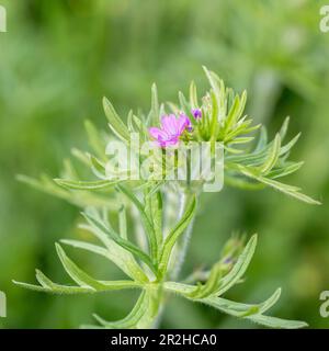 Believed to be Cut-leaved Geranium / Geranium dissectum growing among weeds in a roadside grass verge. Once used as medicinal herbal plant. Stock Photo