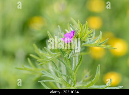 Believed to be Cut-leaved Geranium / Geranium dissectum growing among Buttercups in a roadside grass verge. Once used as medicinal herbal plant. Stock Photo