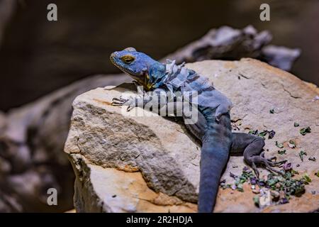 Blue lizard on a stone moulting, Berlin Zoo, Germany Stock Photo