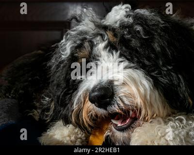 A young bernedoodle chews on a branch, baring its teeth. Stock Photo