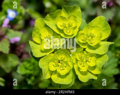 Some sun spurge flowers in natural ambiance seen from above Stock Photo