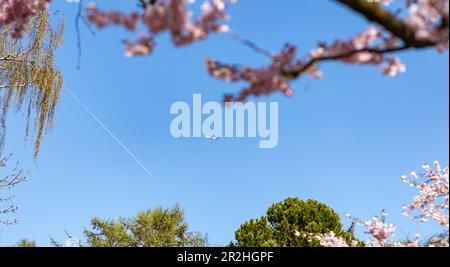 Airplane behind cherry tree spring blossom at Bispegjerg cemetery in Copenhagen, Denmark Stock Photo