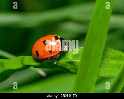 Seven-spot ladybird resting on a grass leaf in natural green ambiance Stock Photo