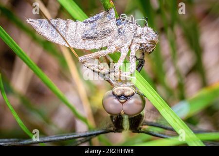 A female Spangled Skimmer (Libellula cyanea) has just emerged from her exuvia, molt, or exoskeleton. Raleigh, North Carolina. Stock Photo