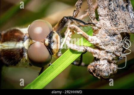 A  closeup of a female Spangled Skimmer (Libellula cyanea) that just emerged from her exuvia, molt, or exoskeleton. Raleigh, North Carolina. Stock Photo