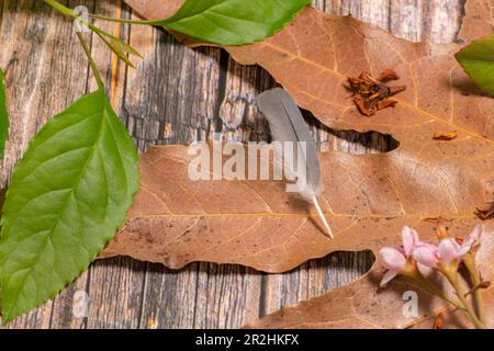 Grey bird feather on fallen leaf on wooden table. Stock Photo