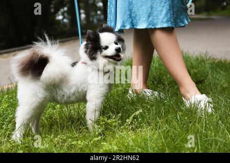 Woman with cute fluffy Pomeranian dog walking in park, closeup Stock Photo