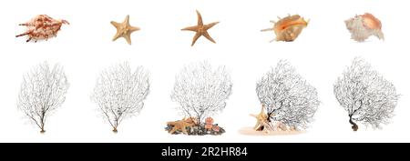 Set of different exotic sea shells, starfishes and branching corals on white background. Banner design Stock Photo