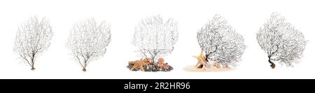 Set of beautiful branching corals on white background. Banner design Stock Photo