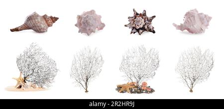 Set of different exotic sea shells and branching corals on white background. Banner design Stock Photo