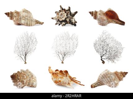 Set of different exotic sea shells and branching corals on white background Stock Photo