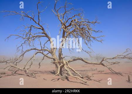 Namibia; Hardap region; Central Namibia; Namib Desert; Namib Naukluft Park; Sosuvlei; dead acacia tree in sandstorm Stock Photo