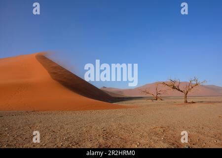 Namibia; Hardap region; Central Namibia; Namib Desert; Namib Naukluft Park; Dune 45 in Sossuvlei; Stock Photo