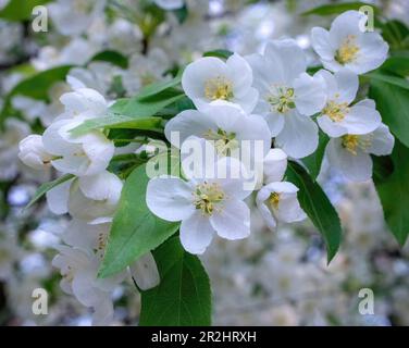 White crabapple blossoms blooming on a tree branch on a spring day in Taylors Falls, Minnesota USA. Stock Photo