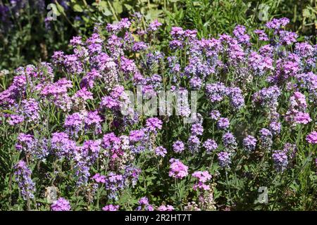 Close up of a group of wild Mock vervains or Glandularia at the Riparian water ranch in Arizona. Stock Photo