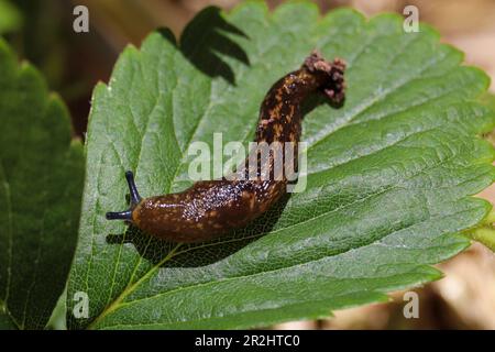 Yellow cellar slug or Limacus flavus on a strawberry leaf in a garden in Payson, Arizona. Stock Photo