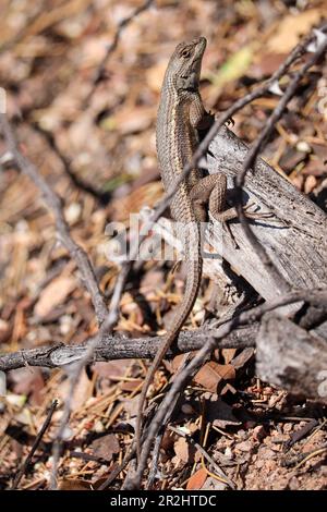 Southwestern fence lizard or Sceloporus cowlesi standing on a tree branch at Rumsey Park in Payson, Arizona. Stock Photo