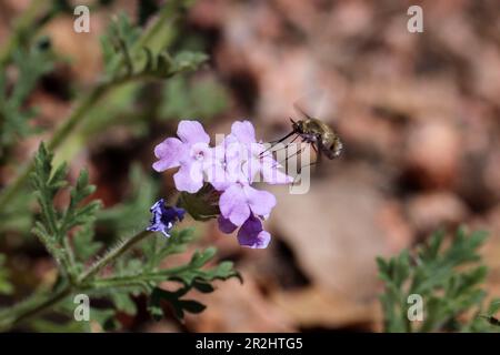 Bee fly or Bombylius feeding on mock vervain flowers at Rumsey Park in Payson, Arizona. Stock Photo