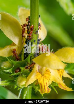 Closeup shot showing some common red ants and dark plant louses on a flowering golden dead-nettle plant Stock Photo